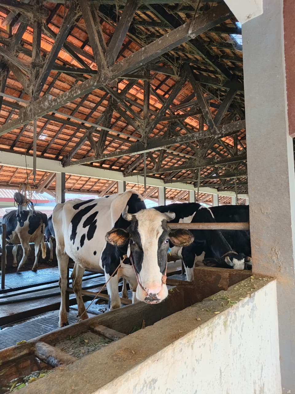 Sapi Perah Berkualitas